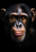 Canvas de primate 004 - Canvaradas