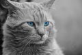 Canvas de gato 078 - Canvaradas
