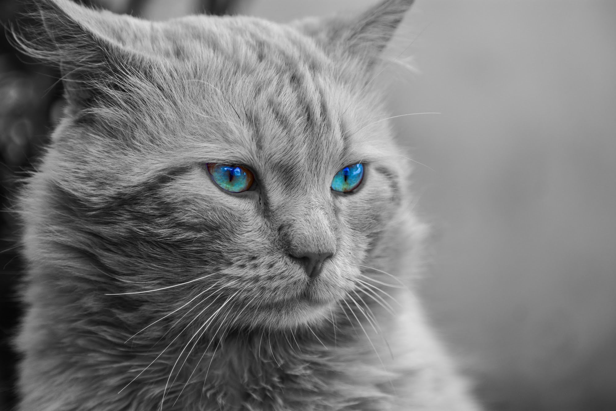 Canvas de gato 078 - Canvaradas