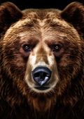Canvas de oso 027 - Canvaradas
