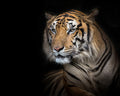 Canvas de felino 001 - Canvaradas