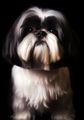 Canvas de perro 010 - Canvaradas