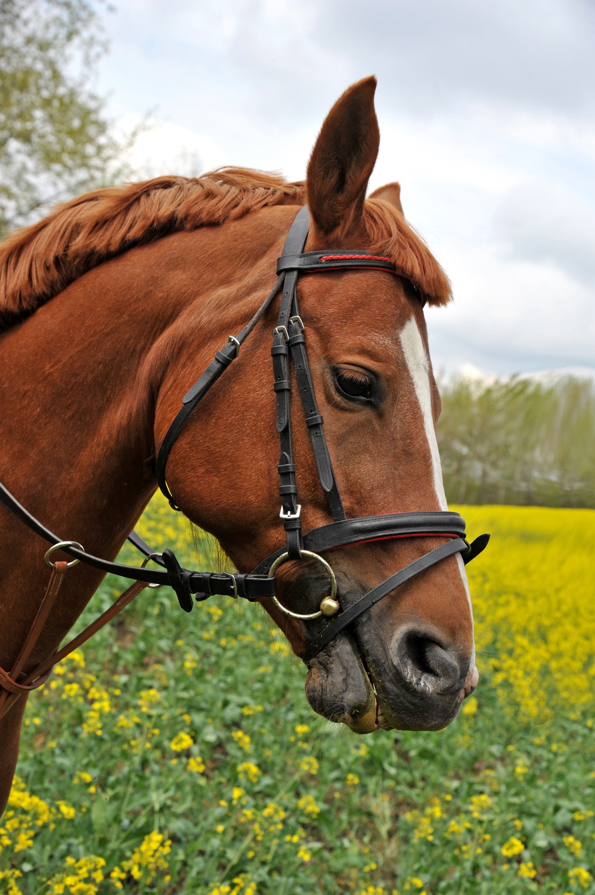 Canvas de caballo 018 - Canvaradas