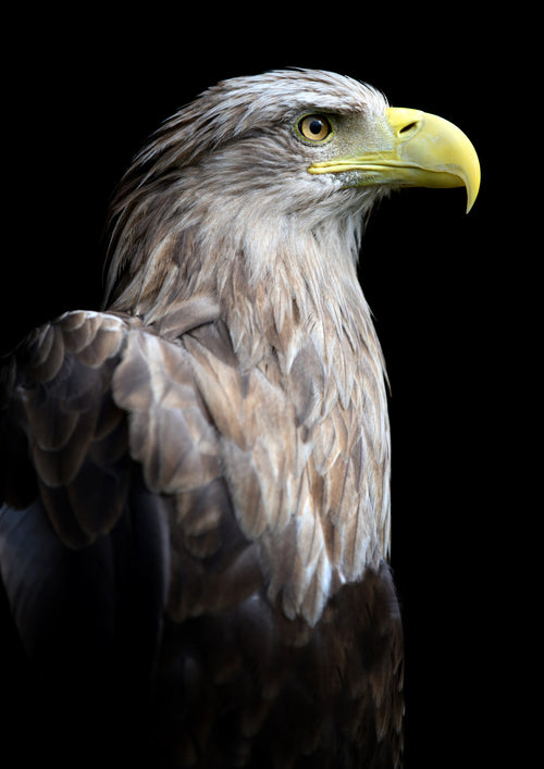 Canvas de águila 009 - Canvaradas