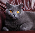 Canvas de gato 038 - Canvaradas