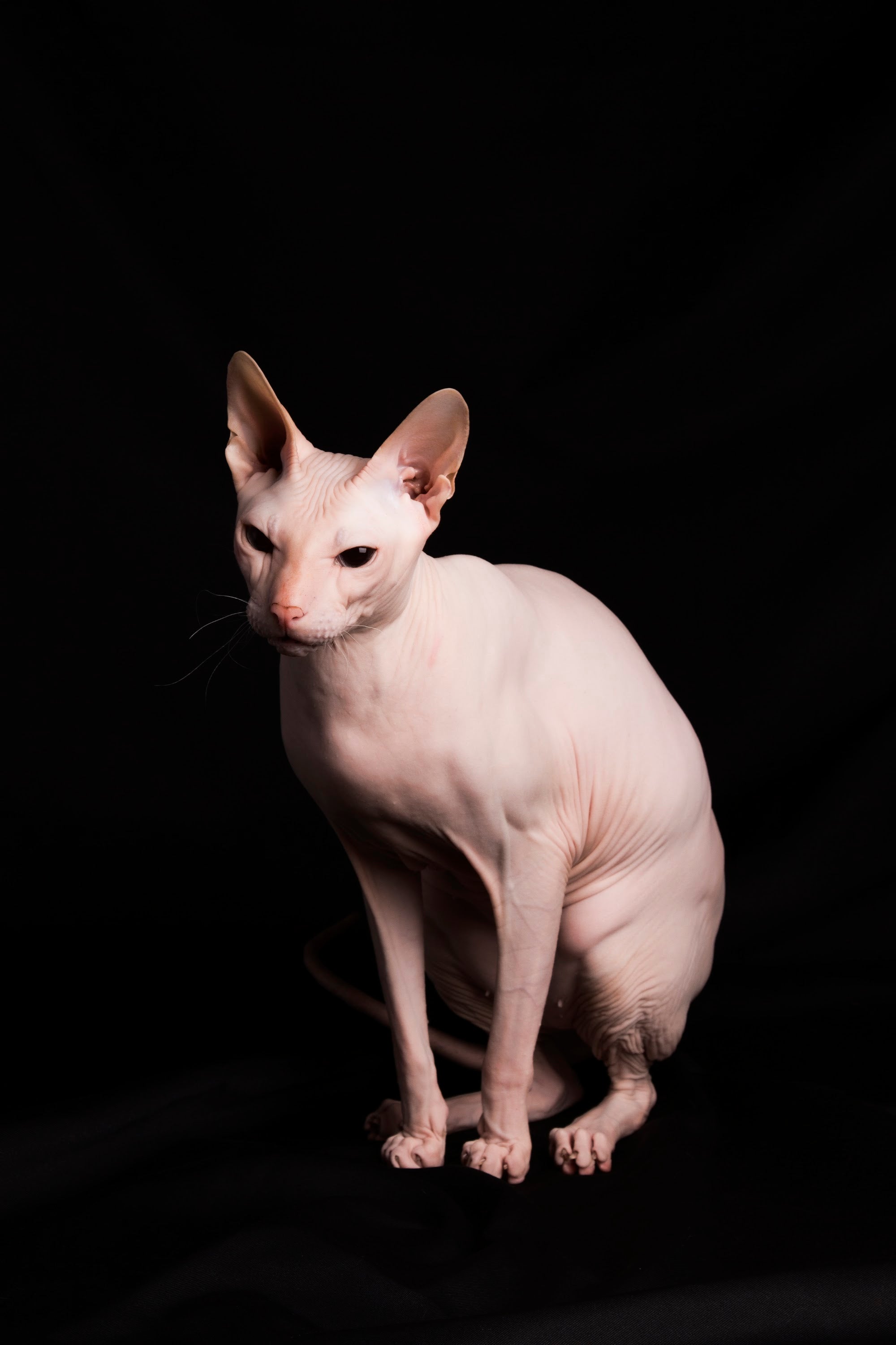 Canvas de gato 113 - Canvaradas
