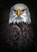 Canvas de águila 008 - Canvaradas