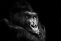 Canvas de primate 048 - Canvaradas