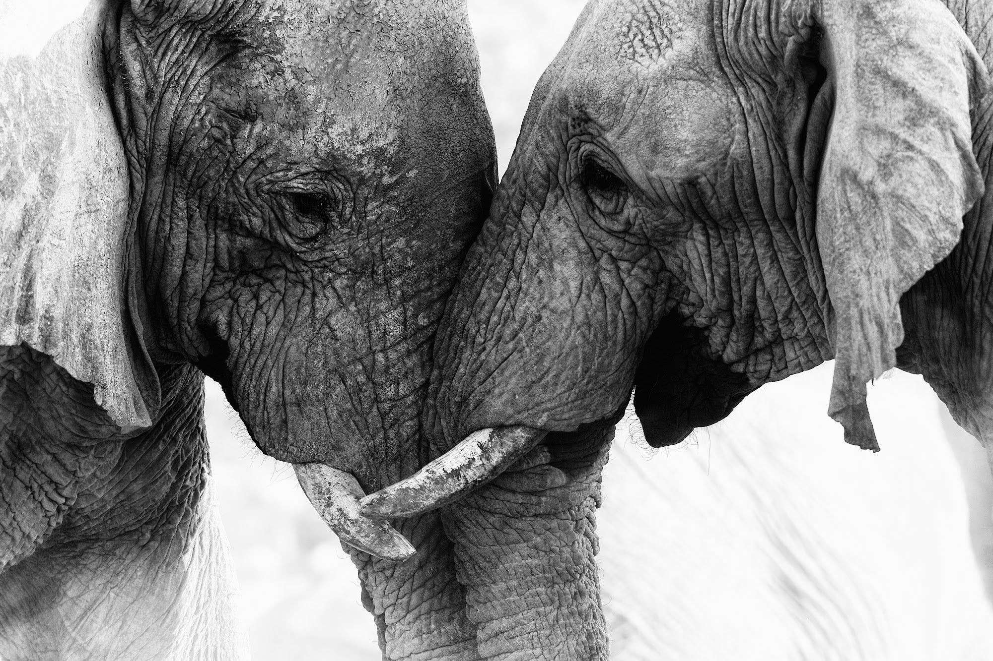 Canvas de elefante 013 - Canvaradas