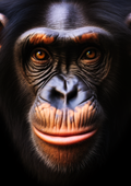 Canvas de primate 001 - Canvaradas