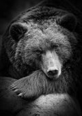 Canvas de oso 008 - Canvaradas