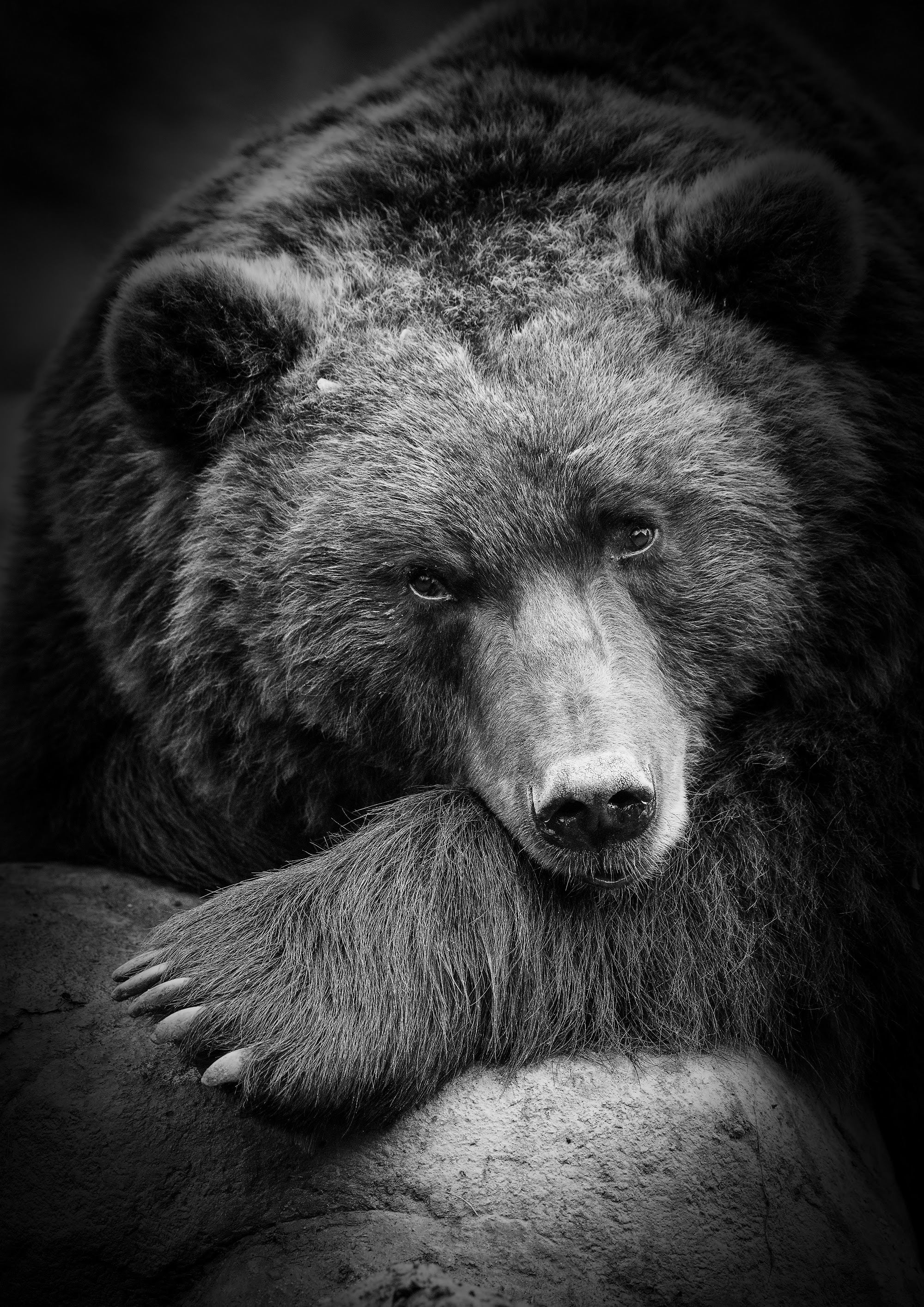 Canvas de oso 008 - Canvaradas