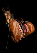 Canvas de caballo 024 - Canvaradas