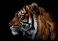 Canvas de felino 076 - Canvaradas
