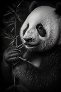 Canvas de oso 021 - Canvaradas