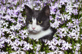 Canvas de gato 043 - Canvaradas