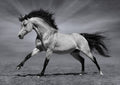 Canvas de caballo 047 - Canvaradas
