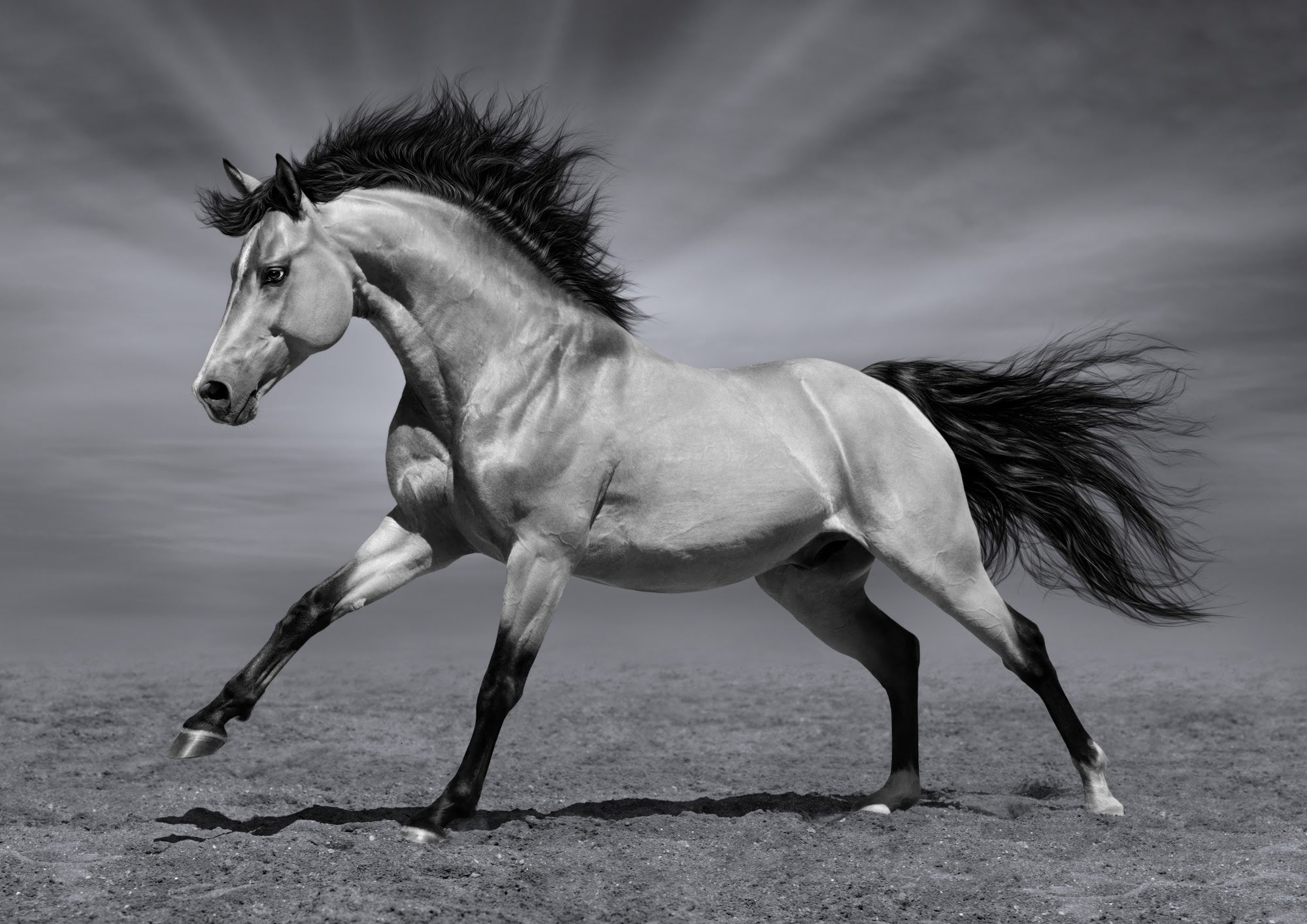 Canvas de caballo 047 - Canvaradas