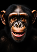 Canvas de primate 008 - Canvaradas