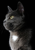Canvas de gato 031 - Canvaradas
