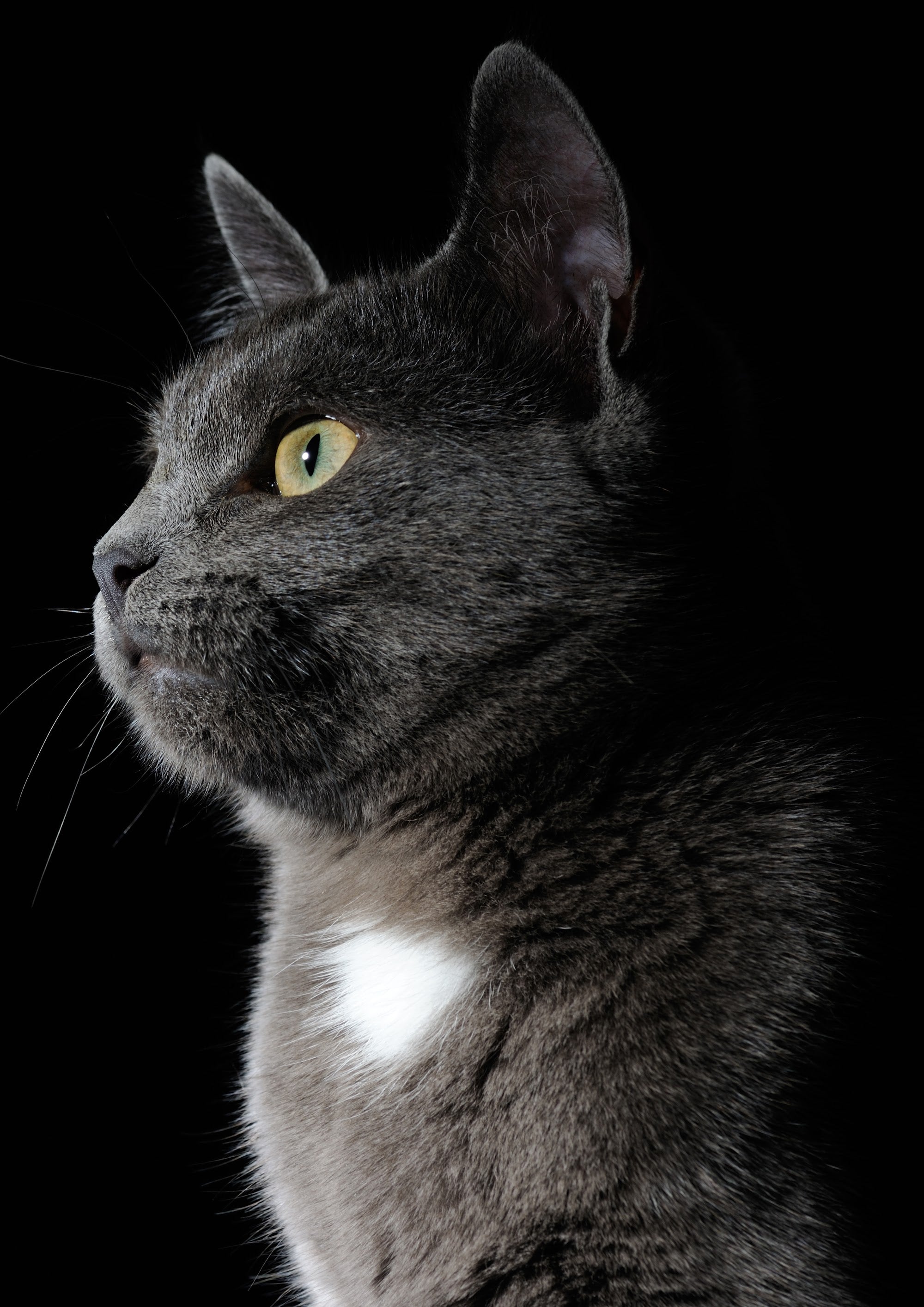 Canvas de gato 031 - Canvaradas