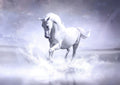 Canvas de caballo 050 - Canvaradas