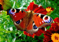 Canvas de mariposa 002 - Canvaradas
