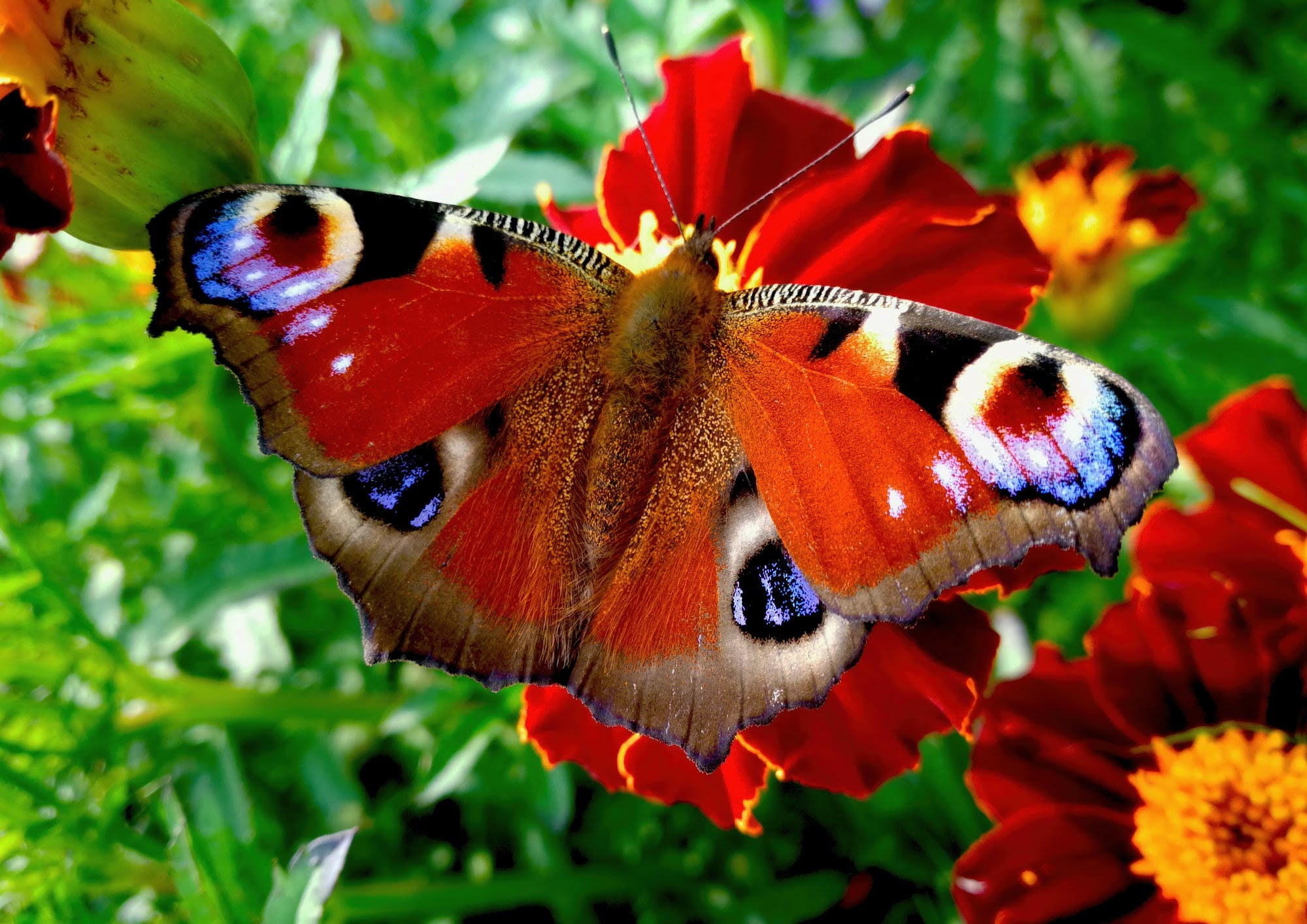 Canvas de mariposa 002 - Canvaradas