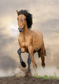 Canvas de caballo 031 - Canvaradas