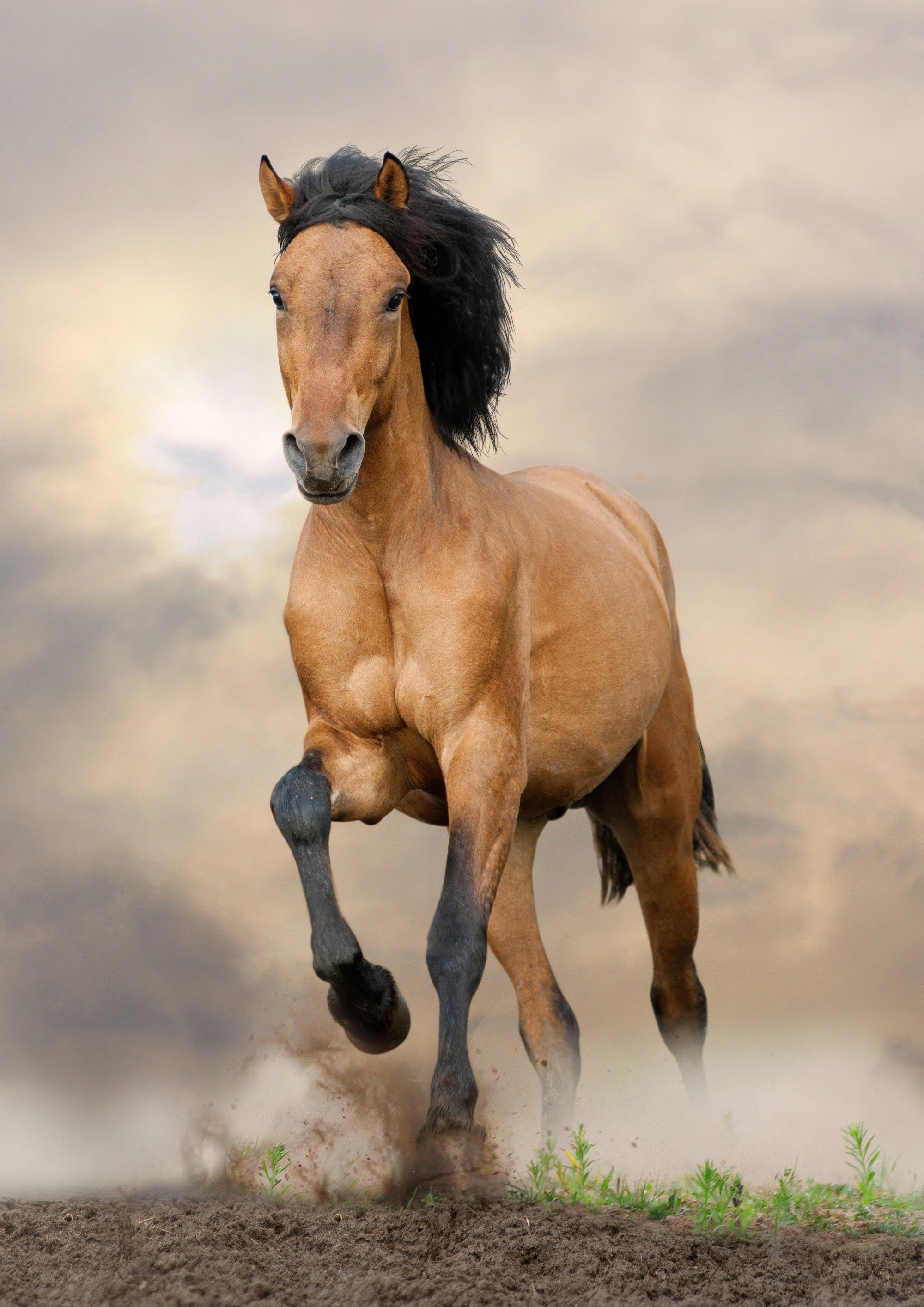 Canvas de caballo 031 - Canvaradas