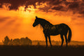 Canvas de caballo 053 - Canvaradas