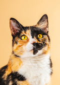 Canvas de gato 028 - Canvaradas