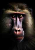 Canvas de primate 022 - Canvaradas
