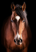 Canvas de caballo 021 - Canvaradas