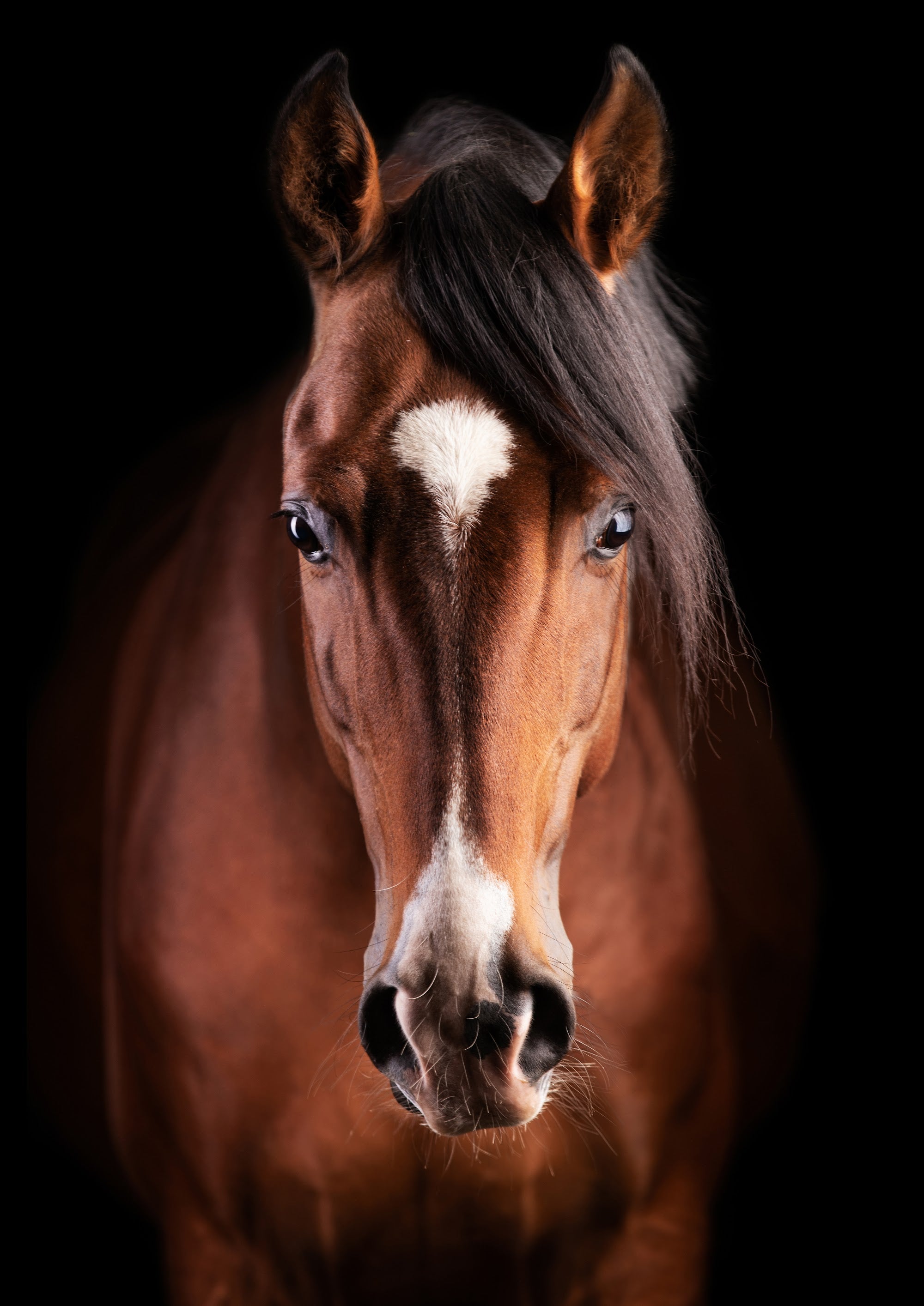 Canvas de caballo 021 - Canvaradas