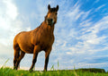 Canvas de caballo 043 - Canvaradas