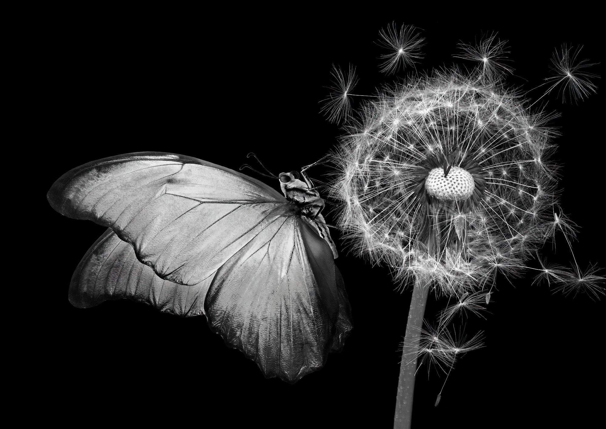 Canvas de mariposa 004 - Canvaradas