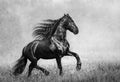 Canvas de caballo 006 - Canvaradas