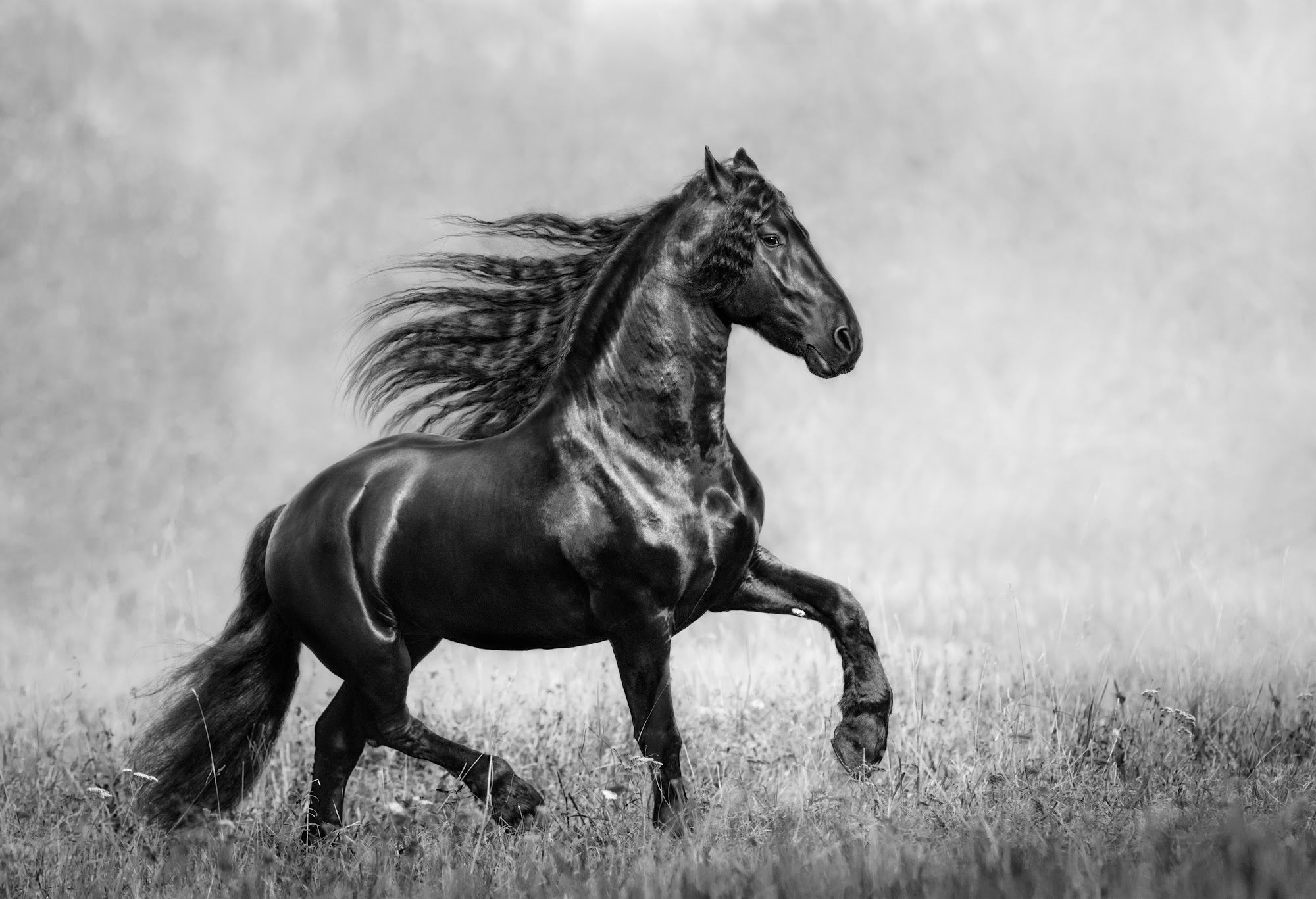 Canvas de caballo 006 - Canvaradas