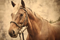 Canvas de caballo 055 - Canvaradas