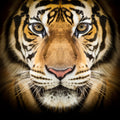 Canvas de felino 019 - Canvaradas