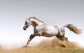 Canvas de caballo 008 - Canvaradas
