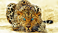 Canvas de animal artístico 094 - Canvaradas