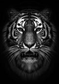 Canvas de felino 063 - Canvaradas
