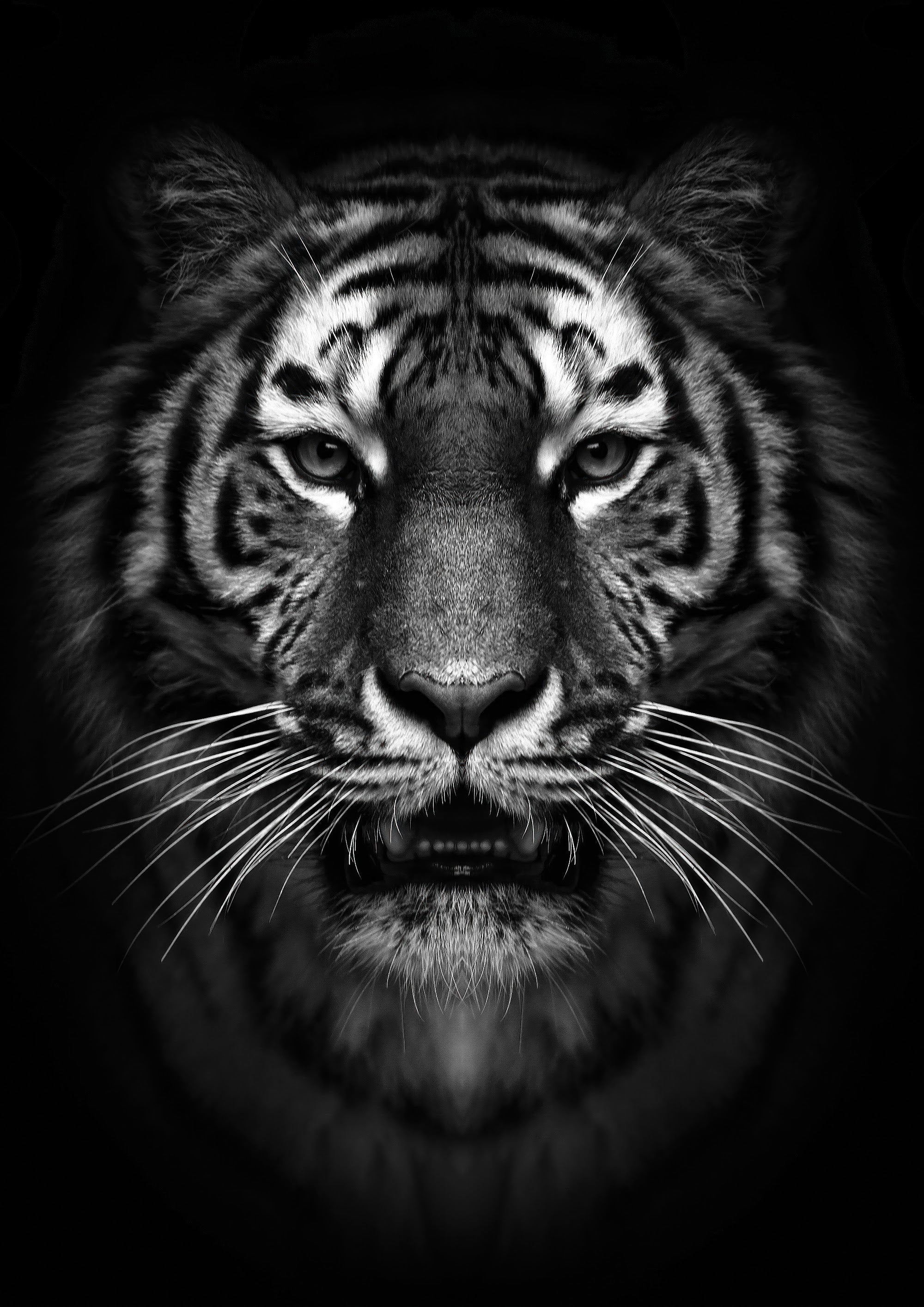 Canvas de felino 063 - Canvaradas