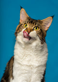 Canvas de gato 025 - Canvaradas