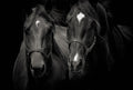 Canvas de caballo 063 - Canvaradas