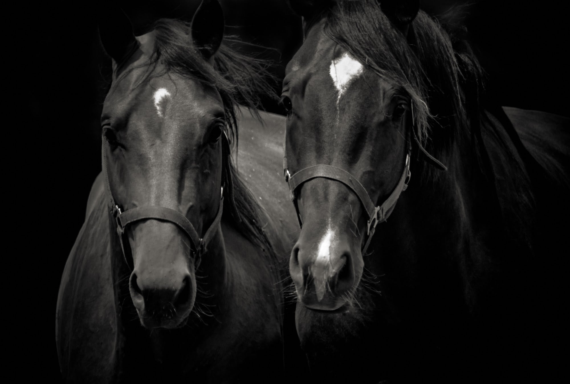 Canvas de caballo 063 - Canvaradas