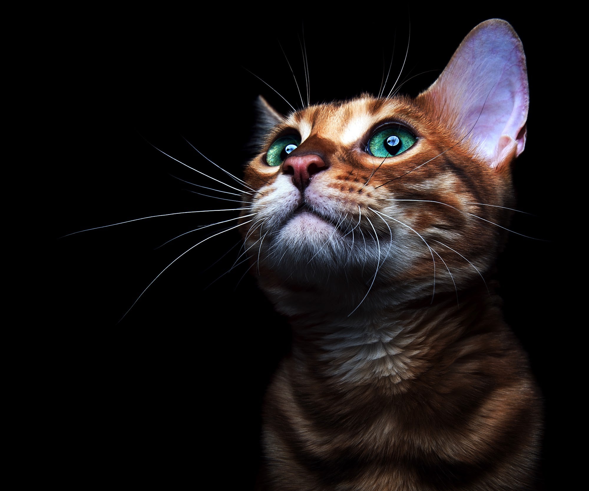 Canvas de gato 072 - Canvaradas