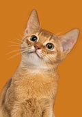 Canvas de gato 046 - Canvaradas
